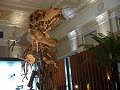 台北市立博物館　恐竜の展示