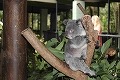 オーストラリア動物園にて　コアラ