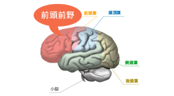 【画像】学習療法で鍛えられる脳のイメージ画像